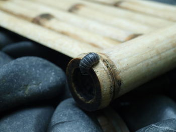 High angle view of snake on wood