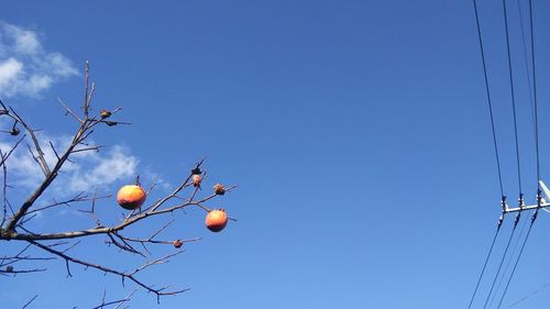 Low angle view of fruits hanging against clear blue sky