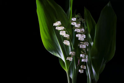 Close-up of flowering plant against black background