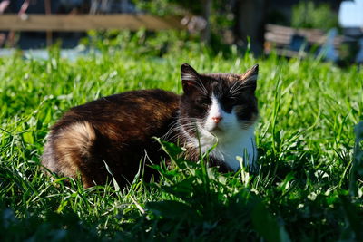 Black cat lying on grass
