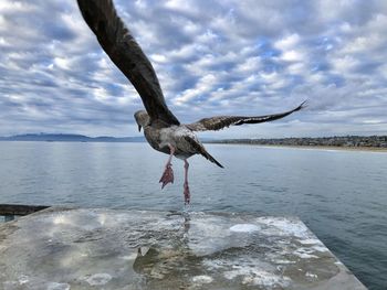 Seagull flying over sea against sky