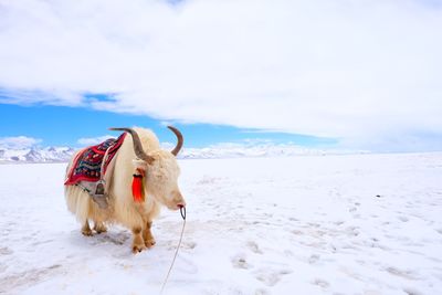 View of a horse on snow covered land