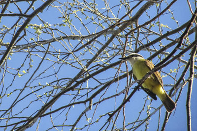 Low angle view of bird perching on tree against sky