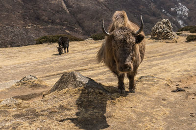 Portrait of yak standing on field