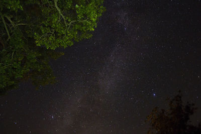 Low angle view of trees against sky at night