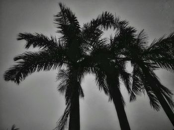 Low angle view of palm tree against clear sky