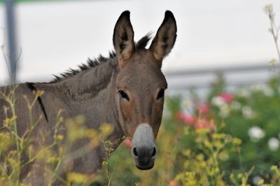 Close-up of a horse on field