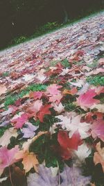 Autumn leaves on ground