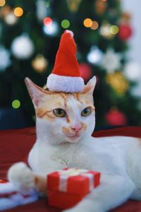Close-up of cat wearing santa hat while sitting against christmas tree