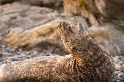 Close-up of meerkat