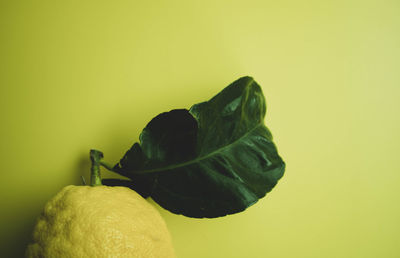 Close-up of fruit against yellow background