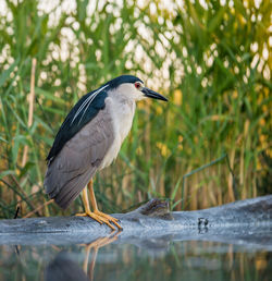 Bird perching by lake