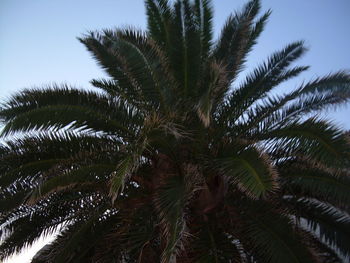 Low angle view of palm trees against blue sky