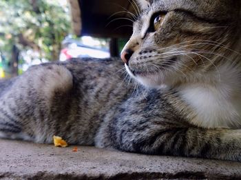 Close-up of tabby cat