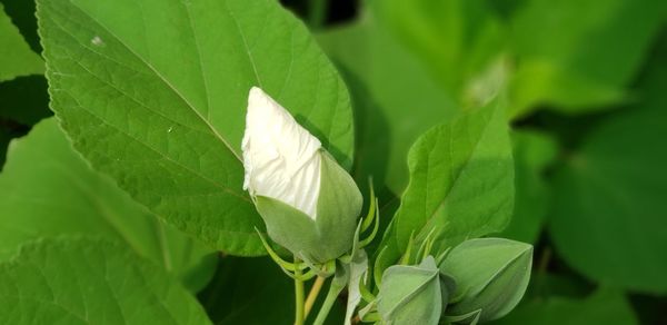 Close-up of white leaves