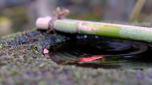 Cropped bamboo dipper in japanese garden
