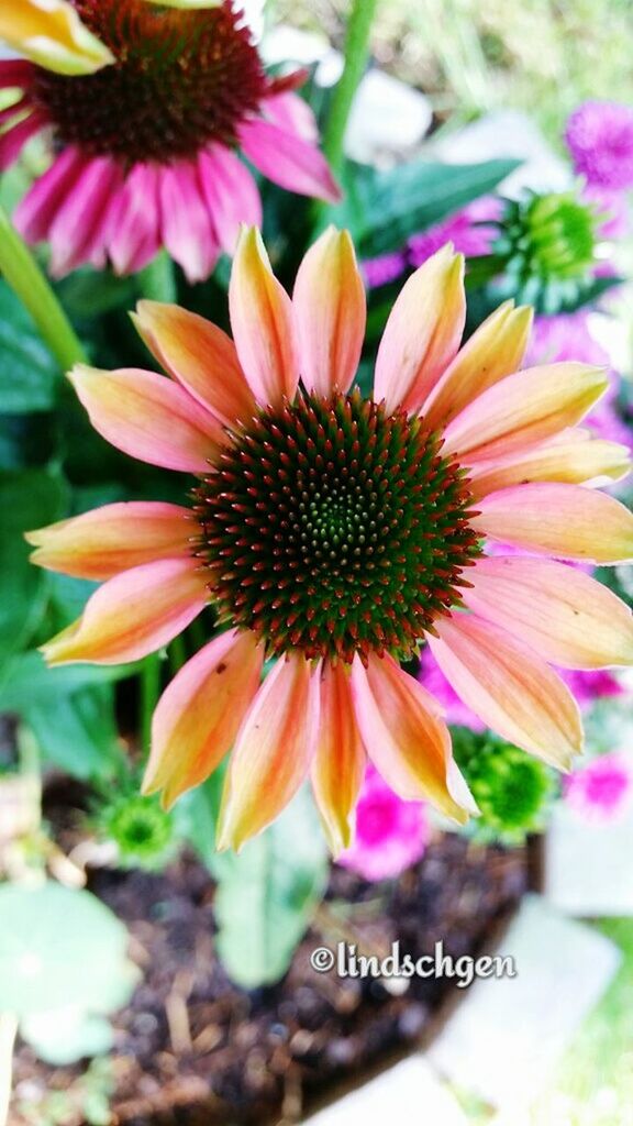 flower, petal, freshness, flower head, fragility, close-up, pollen, beauty in nature, focus on foreground, growth, nature, blooming, pink color, stamen, yellow, purple, high angle view, plant, selective focus, single flower