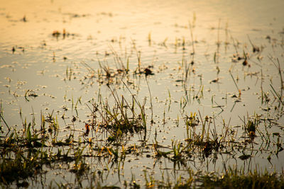 Plants growing on landscape