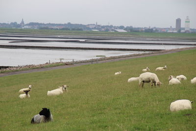 Sheep grazing on field against sky