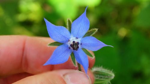 Close-up of cropped hand holding flower