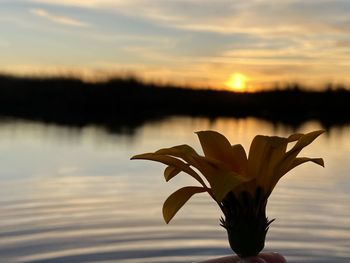 Close-up of orange plant against sky during sunset