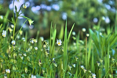 Close-up of flowering plants on field