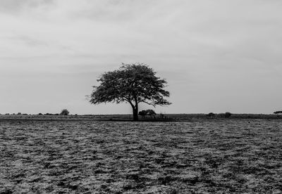 Tree on field against sky