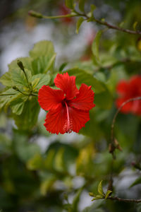 Close-up of red hibiscus flower