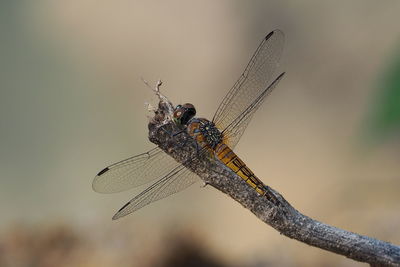 Close-up of dragonfly on twig