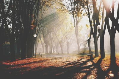 Trees in park during autumn