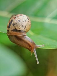 Close-up of snail on leaf