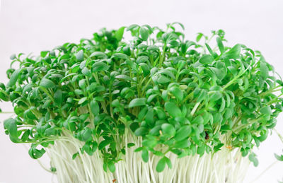 Close-up of vegetables against white background