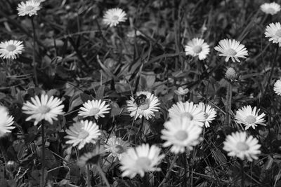 Close-up of white flowering plants on field