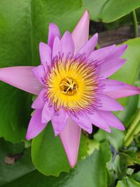 Close-up of pink water lily