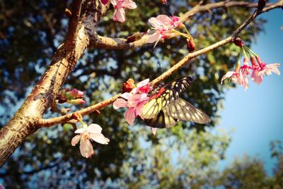 Close-up of flowers on tree