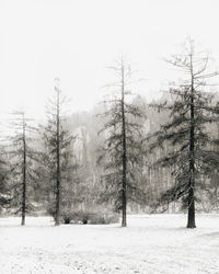 Bare trees on snow covered field