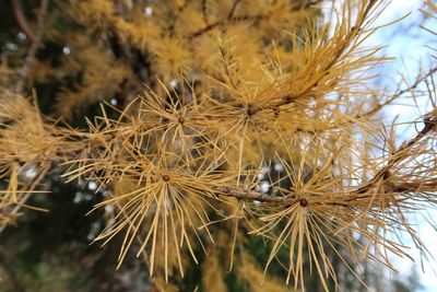 Close-up of flowers