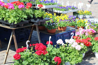 Close-up of pink flowers