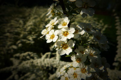 Close-up of white cherry blossom tree