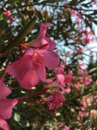 Close-up of pink flowers