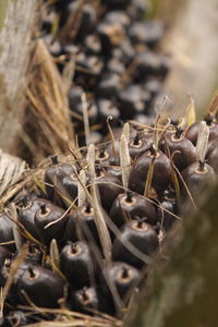 Close-up of dry plant on field