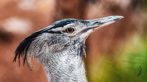 Close-up of bird