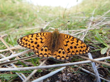 Butterfly on flower