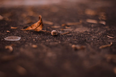 Close-up of dried autumn leaves on land