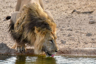 Lion drinking water in lake