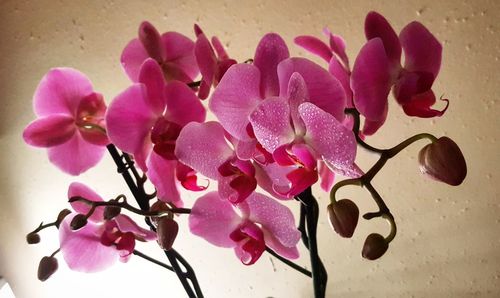 Close-up of pink flower