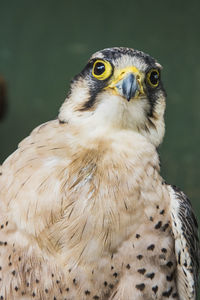 Close-up portrait of an owl