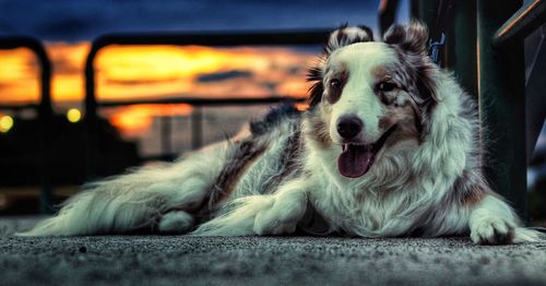 Portrait of dog relaxing outdoors