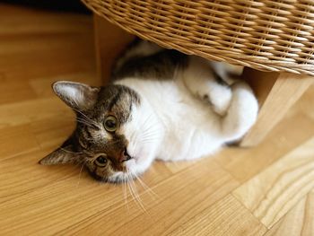 Cat lying under a wicker pouffe, cat lying on its back, cat play, white-brown cat, funny cat, relax