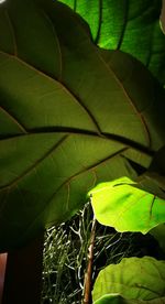 Close-up of fresh green leaves